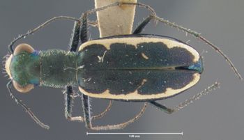 Media type: image;   Entomology 23553 Aspect: habitus dorsal view